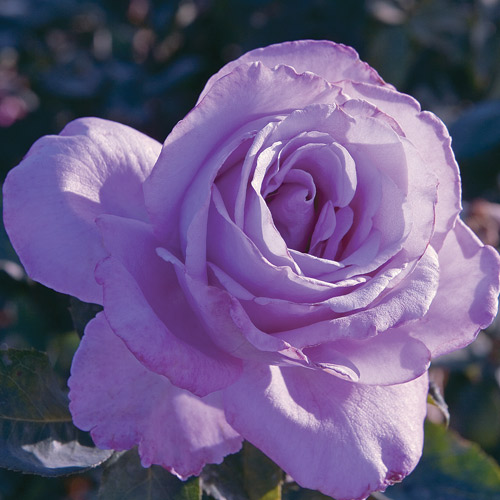 
  			<h4>Blue Girl</h4>
      		<p>Hybrid Tea</p>
        	<p><b>Height/Habit:</b>  3' x 4'<br>
        	<b>Bloom Size:</b> Large<br>
        	<b>Fragrance:</b> Mild<br>
        	<b>Color:</b> Lavender Blue<br>
        	Opening from dark buds, the huge flowers have petals that are a silvery lavender, turning into a gray-blue as the flower ages- very close to a true blue.
      		</p>
      		