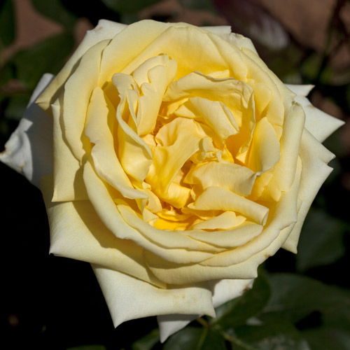 
  			<h4>Eternal Flame</h4>
      		<p>Hybrid Tea</p>
        	<p><b>Height/Habit:</b>  3' x 5'<br>
        	<b>Bloom Size:</b> Large<br>
        	<b>Fragrance:</b> Strong, Citrus<br>
        	<b>Color:</b> Yellow<br>
        	This plant is a blooming machine, putting out flush after flush of gorgeous citrus-scented blooms; Exceptionally disease resistant.
      		</p>
      		