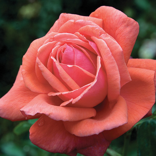 
  			<h4>Fragrant Cloud</h4>
      		<p>Hybrid Tea</p>
        	<p><b>Height/Habit:</b>  4' x 5' tall x 4' wide<br>
        	<b>Bloom Size:</b> Large<br>
        	<b>Fragrance:</b> Luxuriant Perfume<br>
        	<b>Color:</b> Coral Red<br>
        	Large double, well-formed, coral-orange 5-6 inch blooms (petals 24-30) that produce a heady, luxuriant perfume. Bring them inside and fill the room with heavenly scent for days.
      		</p>
      		