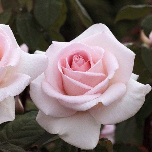 
  			<h4>Francis Meilland</h4>
      		<p>Hybrid Tea</p>
        	<p><b>Height/Habit:</b>  3' x 4'<br>
        	<b>Bloom Size:</b> Large, Cuplike<br>
        	<b>Fragrance:</b> Strong<br>
        	<b>Color:</b> Shell Pink<br>
        	Classic blooms are formed on very thorny stems. This lovely rose is warm pink with a creamy reverse and is blessed with a rose/fruity fragrance.
      		</p>
      		