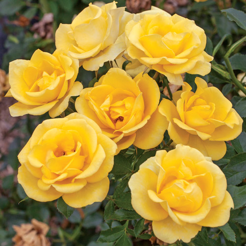 
  			<h4>Gilded Sun</h4>
      		<p>Floribunda</p>
        	<p><b>Height/Habit:</b>  3' x 4'<br>
        	<b>Bloom Size:</b> Medium<br>
        	<b>Fragrance:</b> Slight<br>
        	<b>Color:</b> Deep Yellow<br>
        	Excellent yellow non-fading color and exceptional disease resistance for the type; large green glossy leaves.
      		</p>
      		