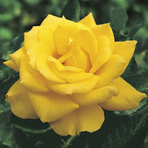 
  			<h4>Henry Fonda</h4>
      		<p>Hybrid Tea</p>
        	<p><b>Height/Habit:</b>  5'- 5'<br>
        	<b>Bloom Size:</b> Large<br>
        	<b>Fragrance:</b> Slight<br>
        	<b>Color:</b> Dark Yellow<br>
        	One of the best yellow hybrid tea roses available. The pure, bright yellow color holds up to the summer sun and does not fade. Attracts butterflies.
      		</p>
      		