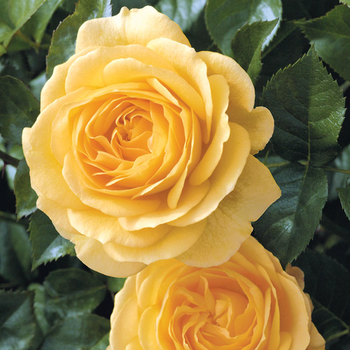 
  			<h4>Julia Child</h4>
      		<p>Floribunda</p>
        	<p><b>Height/Habit:</b> 3'- 3'<br>
        	<b>Bloom Size:</b> Medium<br>
        	<b>Fragrance:</b> Strong<br>
        	<b>Color:</b> Butter Gold<br>
        	Prolific blooming and pleasant licorice-clove fragrance make this a plant a must have in gardens and containers!
      		</p>
      		