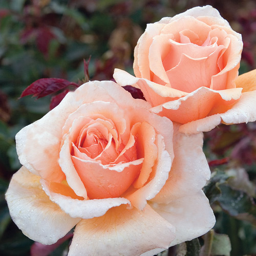 
  			<h4>Just Joey</h4>
      		<p>Hybrid Tea</p>
        	<p><b>Height/Habit:</b> 4'- 5'<br>
        	<b>Bloom Size:</b> Medium<br>
        	<b>Fragrance:</b> Strong<br>
        	<b>Color:</b> Apricot<br>
        	Extremely beautiful and unusually colored rose; blooms of deep, rich copper shading and lightening toward the edges; fragrant; continual blooming.
      		</p>
      		