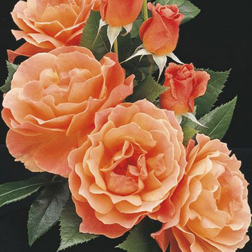 
  			<h4>Livin' Easy</h4>
      		<p>Floribunda</p>
        	<p><b>Height/Habit:</b> 4'<br>
        	<b>Bloom Size:</b> Medium<br>
        	<b>Fragrance:</b> Moderate<br>
        	<b>Color:</b> Apricot Orange<br>
        	Produces waves of fragrant, double, apricot, orange and yellow blossoms with a hint of pink; easy to care for, very hardy and disease resistant.
      		</p>
      		