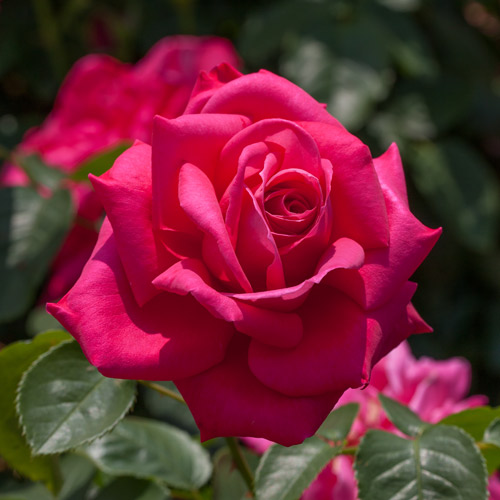 
  			<h4>Miss All-American Beauty</h4>
      		<p>Hybrid Tea</p>
        	<p><b>Height/Habit:</b> 4'- 5' tall x 2'- 3' wide<br>
        	<b>Bloom Size:</b> N/A<br>
        	<b>Fragrance:</b> N/A<br>
        	<b>Color:</b> Deep Pink<br>
        	Large, cupped deep pink to light red blooms are born on a tough, spreading plant with leathery dark green foliage that's virtually imperviouse to disease.  A great rose for the novice because it's virtually indestructible.
      		</p>
      		