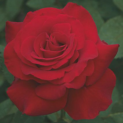 
  			<h4>Opening Night</h4>
      		<p>Hybrid Tea</p>
        	<p><b>Height/Habit:</b> 4'- 5'<br>
        	<b>Bloom Size:</b> Large<br>
        	<b>Fragrance:</b> Slight<br>
        	<b>Color:</b> Red<br>
        	From late spring until early fall, your Opening Night will display 5-inch roses of up to 30 petals each; exceptional, long-lasting deep red blooms.
      		</p>
      		
