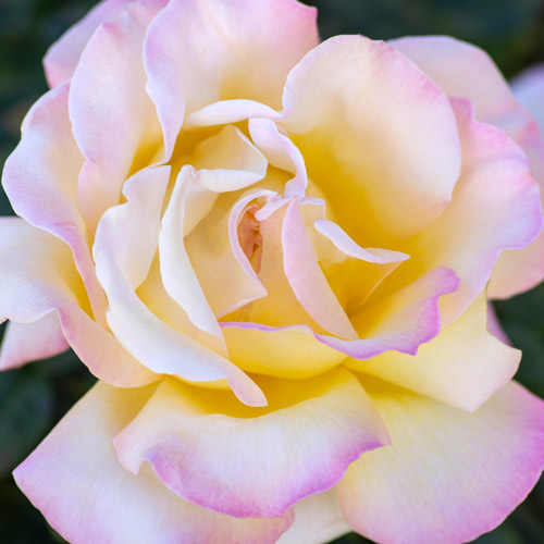 
  			<h4>Peace</h4>
      		<p>Hybrid Tea</p>
        	<p><b>Height/Habit:</b> 4'- 3'<br>
        	<b>Bloom Size:</b> Large<br>
        	<b>Fragrance:</b> Moderate<br>
        	<b>Color:</b> Yellow with Pink Blend<br>
        	Beautiful, large, heavy cupped blooms of golden primrose-yellow with soft rose-pink shadings. Peace has been a gardener favorite for decades.
      		</p>
      		