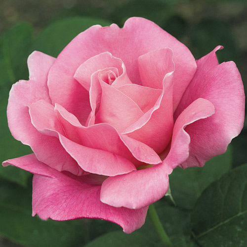 
  			<h4>Perfume Delight</h4>
      		<p>Hybrid Tea</p>
        	<p><b>Height/Habit:</b> 3'- 4' tall x 2'- 3' wide<br>
        	<b>Bloom Size:</b> N/A<br>
        	<b>Fragrance:</b> N/A<br>
        	<b>Color:</b> Pink<br>
        	This rich, deep rose-pink beauty produces elegant buds that open into large, fully double 5 inch blooms which are born on long stems for cutting. THe perfume is strong, heady old damask rose fragrance.
      		</p>
      		