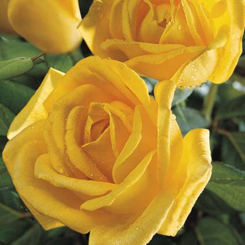 
  			<h4>Radiant Perfume</h4>
      		<p>Hybrid Tea</p>
        	<p><b>Height/Habit:</b> 5'- 6'<br>
        	<b>Bloom Size:</b> Large<br>
        	<b>Fragrance:</b> Strong<br>
        	<b>Color:</b> Deep Yellow<br>
        	This stunning deep yellow garden rose exudes a strong, citrus perfume that will stop you in your tracks. It is a looker in the landscape, boasting graceful form.
      		</p>
      		