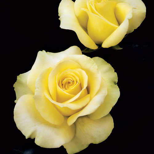 
  			<h4>St. Patrick</h4>
      		<p>Hybrid Tea</p>
        	<p><b>Height/Habit:</b> 4'- 5'<br>
        	<b>Bloom Size:</b> Medium<br>
        	<b>Fragrance:</b> Slight<br>
        	<b>Color:</b> Yellow Gold<br>
        	TA super slow-opening yellow rose that takes the heat. Loads of novel chartreuse-shaded buds spiral open to yellow gold flowers of amazing stamina.
      		</p>
      		