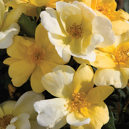 
  			<h4>Sunny</h4>
      		<p>Knock Out</p>
        	<p><b>Height/Habit:</b>  3' - 4'<br>
        	<b>Bloom Size:</b> Medium<br>
        	<b>Fragrance:</b> Moderate<br>
        	<b>Color:</b> Yellow<br>
        	Fragrant, bright yellow flowers mature to a cream color and are produced continuously and profusely. Unsurpassed resistance to black spot.
      		</p>
      		