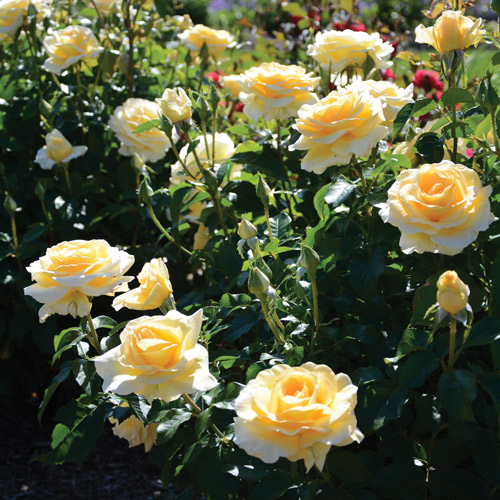 
  			<h4>Sunshine Daydream</h4>
      		<p>Hybrid Tea</p>
        	<p><b>Height/Habit:</b> 4'- 5' tall, Rounded<br>
        	<b>Bloom Size:</b> N/A<br>
        	<b>Fragrance:</b> N/A<br>
        	<b>Color:</b> Light Yellow<br>
        	Abundant, large 3 1/2 inch light yellow flowers fade to a creamy yellow contrast nicely against its dark green foliage. Self-cleaning and is almost always in bloom. Disease resistant. Excellent as a specimen plant.
      		</p>
      		