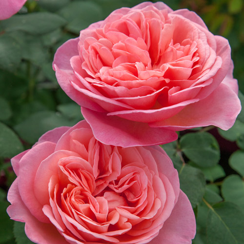 
  			<h4>Sweet Mademoiselle</h4>
      		<p>Hybrid Tea</p>
        	<p><b>Height/Habit:</b> 5'<br>
        	<b>Bloom Size:</b> Large<br>
        	<b>Fragrance:</b> Strong<br>
        	<b>Color:</b> Peachy Pink<br>
        	Large full double blooms with excellent disease resistance and unique color; boasts a strong, sweet fragrance.
      		</p>
      		