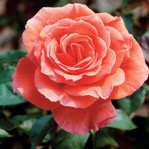 
  			<h4>Tropicana</h4>
      		<p>Hybrid Tea</p>
        	<p><b>Height/Habit:</b> 3'- 6'<br>
        	<b>Bloom Size:</b> Medium<br>
        	<b>Fragrance:</b> Slight<br>
        	<b>Color:</b> Coral Orange<br>
        	An all time favorite hybrid tea with bright orange-red blend blooms and a fragrance to match its strong color and character.
      		</p>
      		