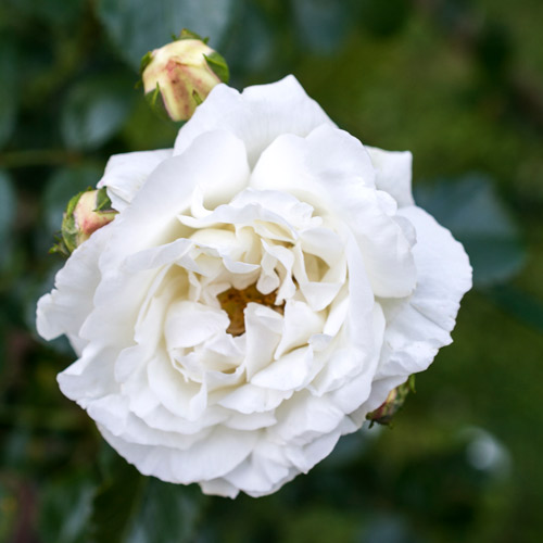 
  			<h4>White Dawn</h4>
      		<p>Climber</p>
        	<p><b>Height/Habit:</b>  12' canes<br>
        	<b>Bloom Size:</b> Medium<br>
        	<b>Fragrance:</b> Strong<br>
        	<b>Color:</b> White<br>
        	Covered with double pure white, gardenia-like, ruffled flowers. Good re-bloomer with winter hardiness. Classic rose fragrance.
      		</p>
      		