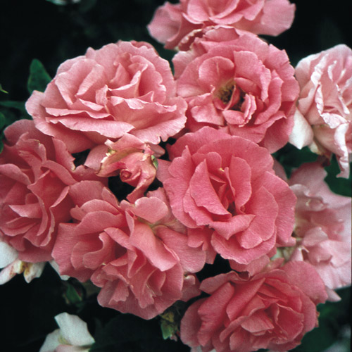 
  			<h4>Zephirine Drouhin</h4>
      		<p>Climber</p>
        	<p><b>Height/Habit:</b>  10' canes<br>
        	<b>Bloom Size:</b> Medium<br>
        	<b>Fragrance:</b> Strong<br>
        	<b>Color:</b> Cerise Pink<br>
        	This repeat bloomer tolerates shadier conditions and poor soils better than other roses. Wonderful fragrance; nearly thornless
      		</p>
      		