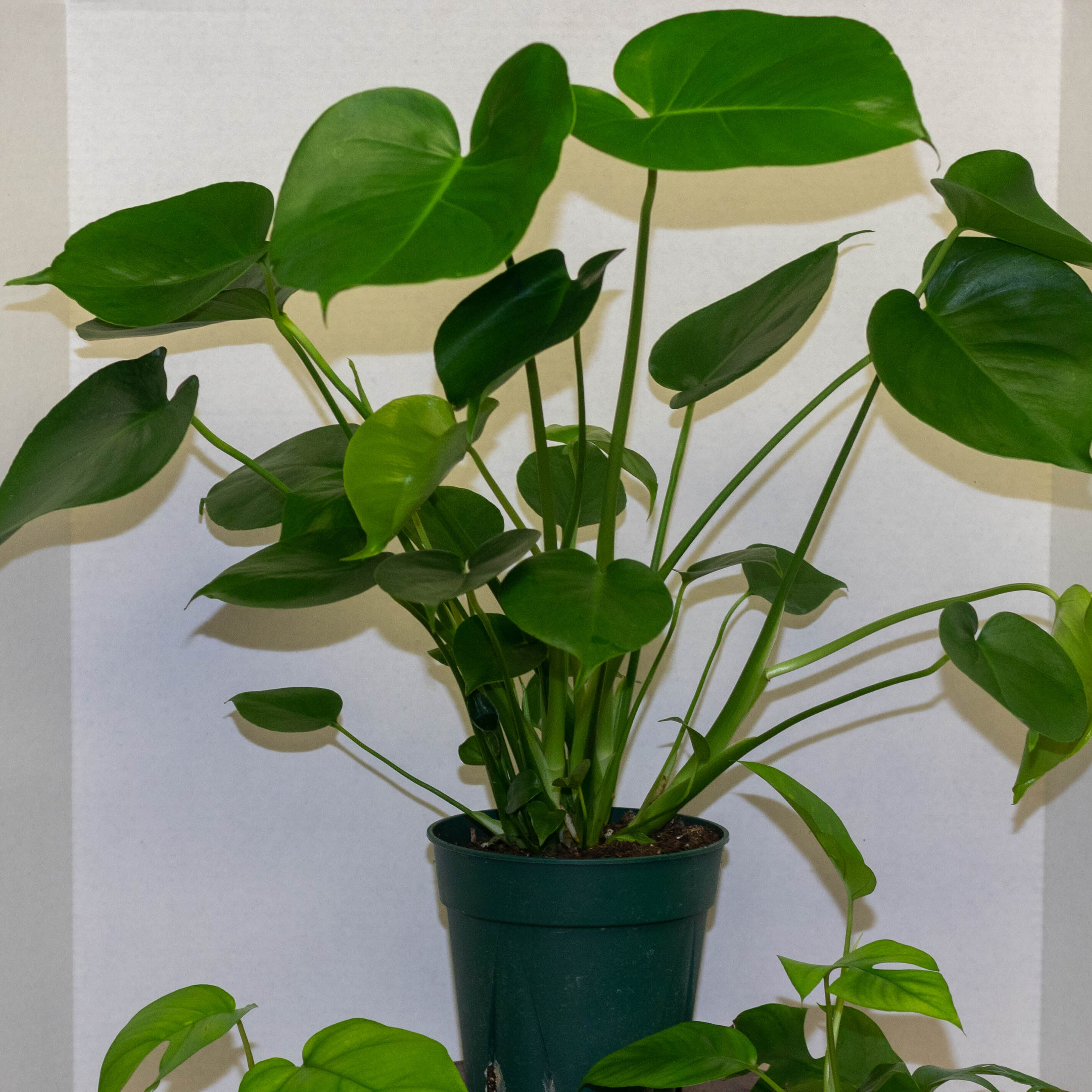 
  			<h4>Trendy Houseplants - Monstera deliciosa and “Monstera Ginny” (Rhaphidophora tetrasperma)</h4>
      		<p>These beautiful houseplants are known for the holes they get in their leaves called fenestrations! These holes and cuts develop naturally over time and give off a very tropical feel. The Rhaphidophora prefers more of a bright indirect light, but the Monstera deliciosa can tolerate bright-low indirect light. The more light you have, the more fenestrations you’ll see! For both of these, let them dry out in between waterings. During their growing season, about once a week, and during the winter, about every two weeks.
      		</p>
      		