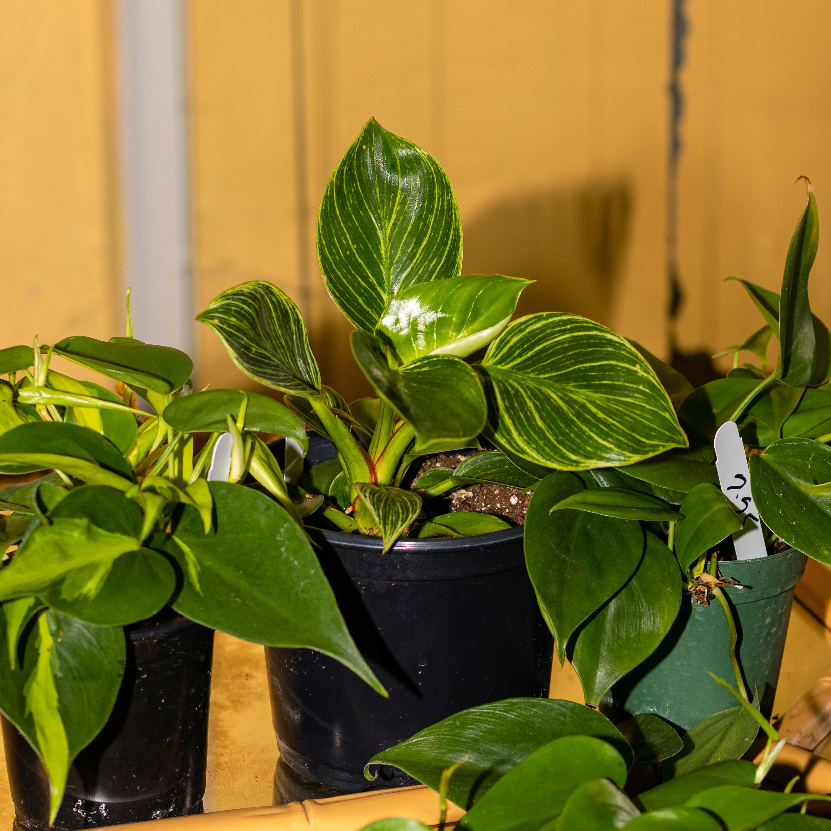 
  			<h4>Cousin’s of the Pothos - Philodendrons</h4>
      		<p>There are several varieties of philodendrons on the market! Similar to their cousins, the Pothos, they require little attention, and most can tolerate similar lighting and water conditions. I’ve personally found that most trailing varieties will maintain patterns, even in low light conditions (unlike pothos), but that most upright varieties want more bright indirect light to keep any patterns or coloring.
      		</p>
      		