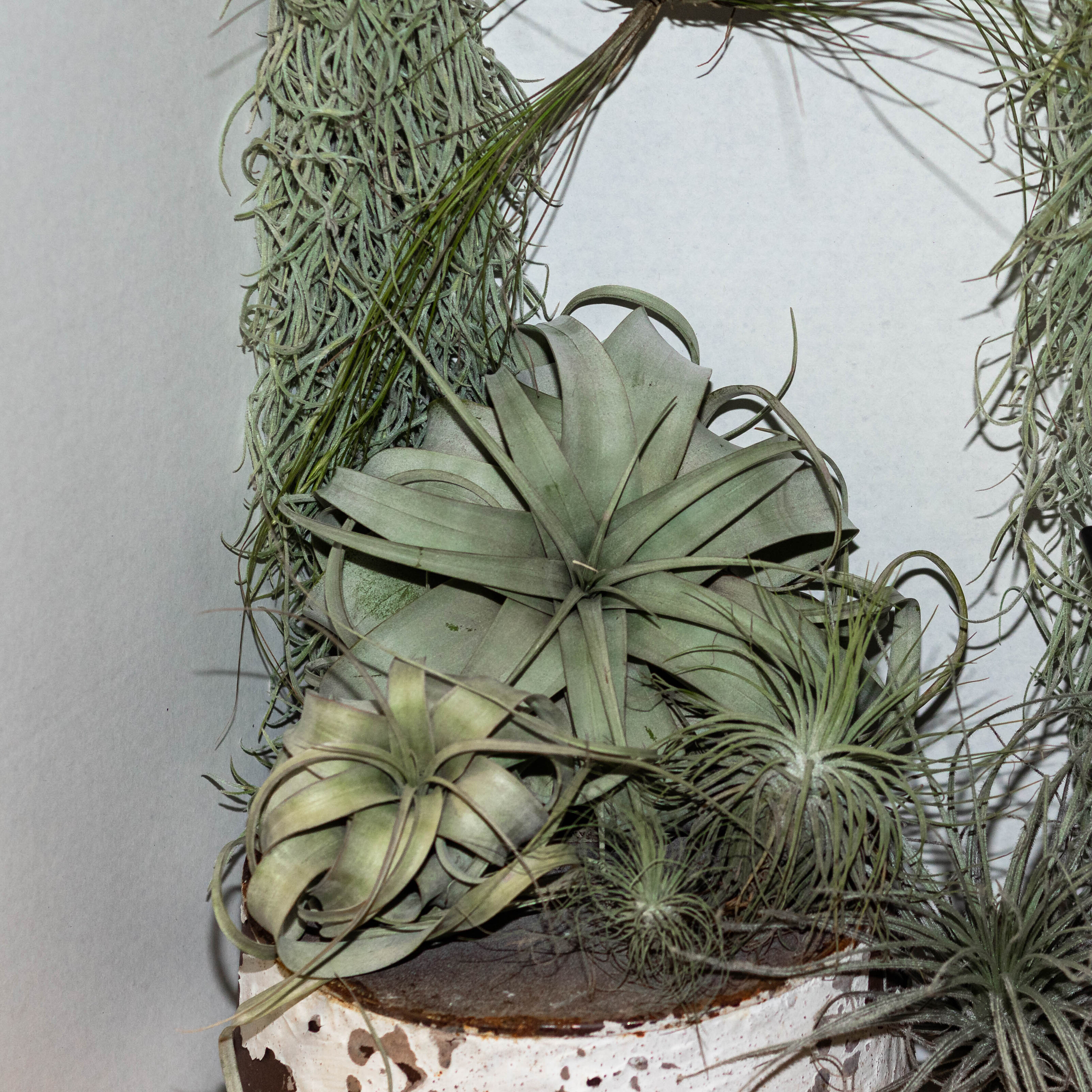 
  			<h4>Easy, Trendy, and the Options are Endless - Air Plants! (Tillandsia)</h4>
      		<p>These plants are perfect for the busy student! You don’t have to worry about soil or watering frequency. All you do to care for air plants is keep them in bright indirect light and dunk them in a bowl of water for thirty minutes once a week! In the winter they might want an extra soak (with the heater on, they’ll dry out quicker), so keep an eye out for brown tips.
      		</p>
      		