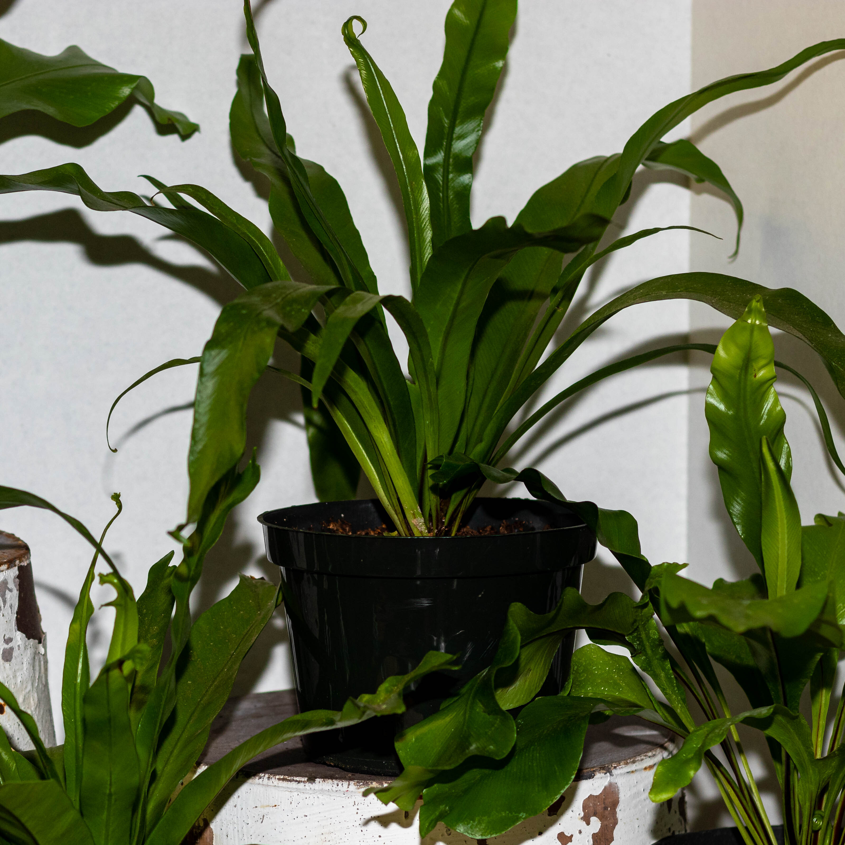 
  			<h4>A Classic - The Birds’ Nest Fern (Asplenium nidus)</h4>
      		<p>If ferns are something you’re interested in, this is one of the easiest ferns to start with. Birds' nest ferns are happy in low light. They can dry out about half-way in between waterings during the growing season; check it once every one to two weeks. In the winter, water less frequently but make sure it doesn’t sit too dry for too long. Make sure you don’t water in the center of the plant, but around the base.
      		</p>
      		