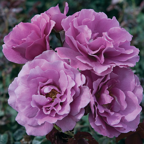 
  			<h4>Angel Face</h4>
      		<p>Floribunda</p>
        	<p><b>Height/Habit:</b> 3' x 3-4'<br>
        	<b>Bloom Size:</b> Medium<br>
        	<b>Fragrance:</b> Strong Citrus<br>
        	<b>Color:</b> Lavender<br>
        	Purest lavender color with one of the strongest fragrances in modern roses. Ruffled petals add to the charm.
      		</p>
      		