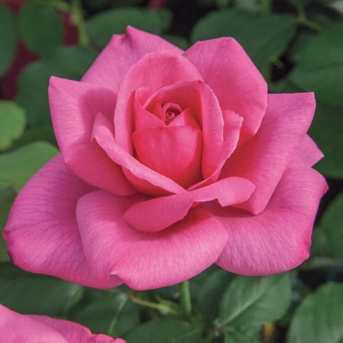 
  			<h4>Big Momma</h4>
      		<p>Hybrid Tea</p>
        	<p><b>Height/Habit:</b>  4' x 5'<br>
        	<b>Bloom Size:</b> Large, Cuplike<br>
        	<b>Fragrance:</b> Strong<br>
        	<b>Color:</b> Medium Light Pink<br>
        	Large, cuplike blooms of bright pink petals that turn lighter toward the base; perfume the air with exquisite fragrance and are perfect for cutting.
      		</p>
      		