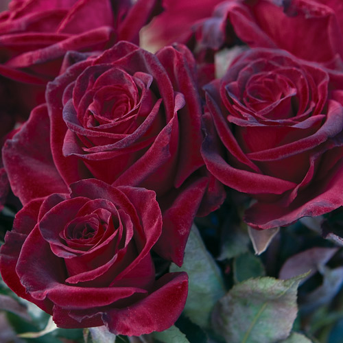 
  			<h4>Black Baccara</h4>
      		<p>Hybrid Tea</p>
        	<p><b>Height/Habit:</b>  5' x 6'<br>
        	<b>Bloom Size:</b> 3-4 Inches<br>
        	<b>Fragrance:</b> None<br>
        	<b>Color:</b> Dark Burgandy<br>
        	The velvety texture of the petals and unique burgandy-black color of the blooms is an instant success in any cutting garden.
      		</p>
      		