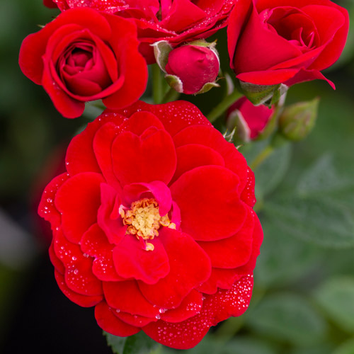 
  			<h4>Cherry Frost</h4>
      		<p>Climber</p>
        	<p><b>Height/Habit:</b> 6.5' cane<br>
        	<b>Bloom Size:</b> N/A<br>
        	<b>Fragrance:</b> N/A<br>
        	<b>Color:</b> Red<br>
        	Beautiful clusters of smaller red blooms; repeat bloom throughout the season in abundance; superior disease resistance and performs well.
      		</p>
      		