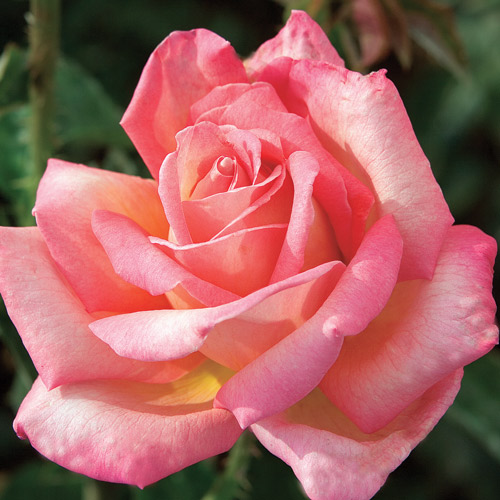 
  			<h4>Chicago Peace</h4>
      		<p>Hybrid Tea</p>
        	<p><b>Height/Habit:</b>  5' x 4'<br>
        	<b>Bloom Size:</b> N/A<br>
        	<b>Fragrance:</b> N/A<br>
        	<b>Color:</b> Coppery Pink<br>
        	The pink edge of Peace becomes deeper sometimes suffusing the entire surface of the petals and the reverse is a deep rich gold. A tough, disease resistant plant clothed in glossy apple green foliage.
      		</p>
      		