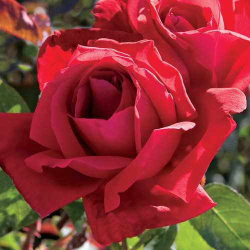 
  			<h4>Chrysler Imperial</h4>
      		<p>Hybrid Tea</p>
        	<p><b>Height/Habit:</b>  4'-6' tall x 2'-3' wide<br>
        	<b>Bloom Size:</b> N/A<br>
        	<b>Fragrance:</b> N/A<br>
        	<b>Color:</b> Dark Red<br>
        	This timeless classic is a perfect example of what a hybrid tea should be- high centered, velvety, strongly scented and with a great repeat. A proven performer with fragrance to die for.
      		</p>
      		