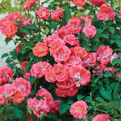 
  			<h4>Coral Drift</h4>
      		<p>Groundcover</p>
        	<p><b>Height/Habit:</b>  1.5' tall x 2.5' wide<br>
        	<b>Bloom Size:</b> N/A<br>
        	<b>Fragrance:</b> N/A<br>
        	<b>Color:</b> Coral Orange<br>
        	Fill the garden with vibrant coral-colored flowers from spring to frost. Low maintenance, vigorous and cold hardy. Very disease resistant. Perfect for smaller gardens.
      		</p>
      		