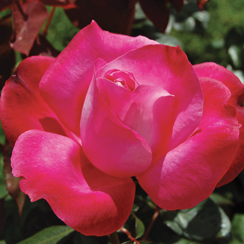 
  			<h4>Girl's Night Out</h4>
      		<p>Hybrid Tea</p>
        	<p><b>Height/Habit:</b>  5.5' tall x 2.5' wide<br>
        	<b>Bloom Size:</b> N/A<br>
        	<b>Fragrance:</b> N/A<br>
        	<b>Color:</b> Pink<br>
        	Very vigourous, upright Hybrid Tea with above average disease resistance for the type and long-lasting flowers which are perfect for cutting. And they are fragrant too!
      		</p>
      		