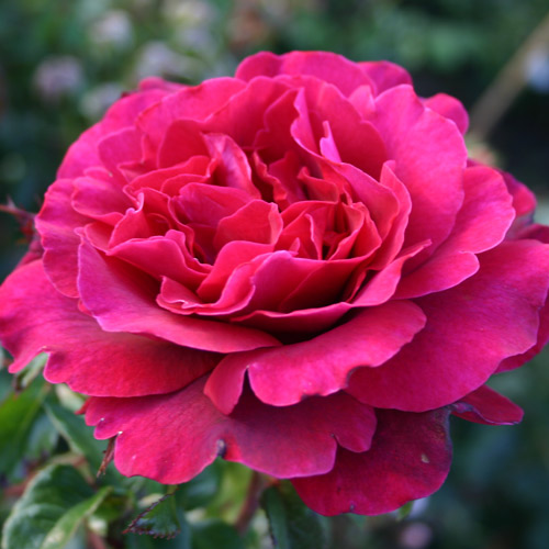 
  			<h4>Gypsy Sout</h4>
      		<p>Hybrid Tea</p>
        	<p><b>Height/Habit:</b>  3.5' tall x 2.5' wide<br>
        	<b>Bloom Size:</b> N/A<br>
        	<b>Fragrance:</b> N/A<br>
        	<b>Color:</b> Violet Red<br>
        	Strong stems boast long buds that open into gorgeous blooms in an alluring shade of deep violet red. Vigorous plants begin blooming early in the season and repeat well throughout the summer.
      		</p>
      		