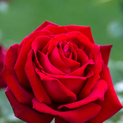 
  			<h4>Ingrid Bergman</h4>
      		<p>Hybrid Tea</p>
        	<p><b>Height/Habit:</b>  2'- 3' tall x 2' wide<br>
        	<b>Bloom Size:</b> N/A<br>
        	<b>Fragrance:</b> N/A<br>
        	<b>Color:</b> Dark Red<br>
        	Utterly elegant, large, deep red blossoms are a delectable treat for the eyes, leading their exceptional beauty to the garden stage. Dark green, disease resistant foliage make a stunning backdrop for velvety blooms.
      		</p>
      		