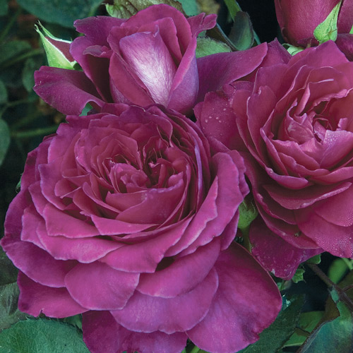 
  			<h4>Intrigue</h4>
      		<p>Floribunda</p>
        	<p><b>Height/Habit:</b>  2'- 5' - 3'- 4'<br>
        	<b>Bloom Size:</b> Large<br>
        	<b>Fragrance:</b> Strong<br>
        	<b>Color:</b> Plum Purple<br>
        	This colorful plum rose is pretty and showy, with attractive glossy green leaves. It blooms in flushes throughout the season. Plant is bushy and compact.
      		</p>
      		
