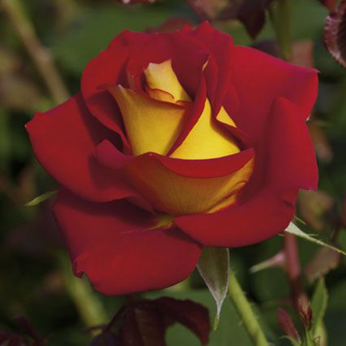 
  			<h4>Ketchup & Mustard</h4>
      		<p>Floribunda</p>
        	<p><b>Height/Habit:</b> 3'- 4'<br>
        	<b>Bloom Size:</b> Medium<br>
        	<b>Fragrance:</b> Moderate<br>
        	<b>Color:</b> Red/Yellow<br>
        	Beautiful red color with a yellow reverse on the underside of petals; Blooms in flushes throughout the season.
      		</p>
      		