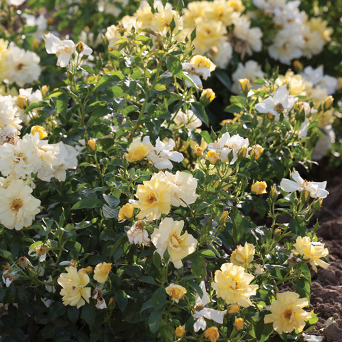 
  			<h4>Lemon Drift</h4>
      		<p>Groundcover</p>
        	<p><b>Height/Habit:</b>  2'- 3' tall x 2'- 3' wide<br>
        	<b>Bloom Size:</b> N/A<br>
        	<b>Fragrance:</b> N/A<br>
        	<b>Color:</b> Yellow<br>
        	A new and unique beautiful bright yellow colored mini rose! Flowers begin blooming in spring and display a season long show of color. Low maintenance, vigorous and cold hardy. Very disease resistant. Perfect for smaller gardens.
      		</p>
      		