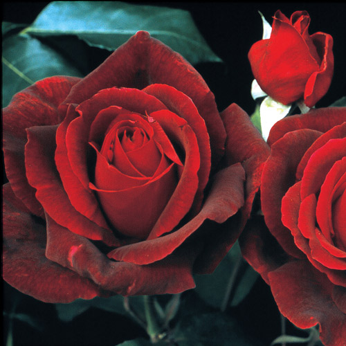
  			<h4>Mister Lincoln</h4>
      		<p>Hybrid Tea</p>
        	<p><b>Height/Habit:</b> 4'- 8'<br>
        	<b>Bloom Size:</b> Large<br>
        	<b>Fragrance:</b> Strong<br>
        	<b>Color:</b> Deep Red<br>
        	A tall, robust plant produces a myriad of richly perfumed deep crimson blooms; belongs in the top ten all time rose favorites, particularly here in the US.
      		</p>
      		