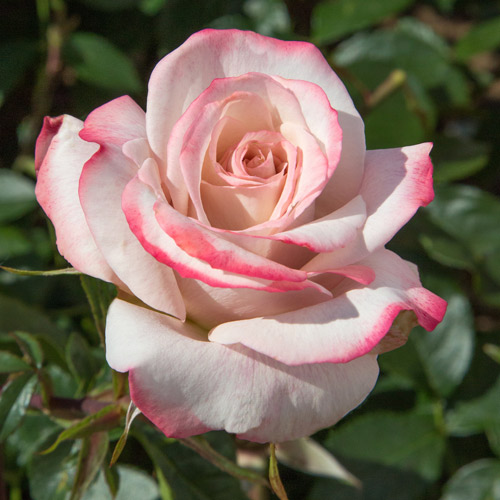
  			<h4>Pinkerbelle</h4>
      		<p>Hybrid Tea</p>
        	<p><b>Height/Habit:</b> 5'- 6' tall x 3'- 4' wide<br>
        	<b>Bloom Size:</b> N/A<br>
        	<b>Fragrance:</b> N/A<br>
        	<b>Color:</b> Pink & Lavender with Cream<br>
        	Buds spiral open to reveal unique 4 inch blooms of cream suffused with tones of pink and lavender, and finished with a pink picotee edge. A powerful fragrance; semi-glossy foliage exhibits excellent resistance to rust and mildews.
      		</p>
      		