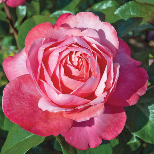 
  			<h4>Pink Flamingo</h4>
      		<p>Grandiflora</p>
        	<p><b>Height/Habit:</b> 3'- 5'<br>
        	<b>Bloom Size:</b> Medium<br>
        	<b>Fragrance:</b> Slight<br>
        	<b>Color:</b> Salmon Pink<br>
        	Pink Flamingo is sure to satisfy the need for color with its excellent deep salmon pink non-fading color; Good winter hardiness.
      		</p>
      		