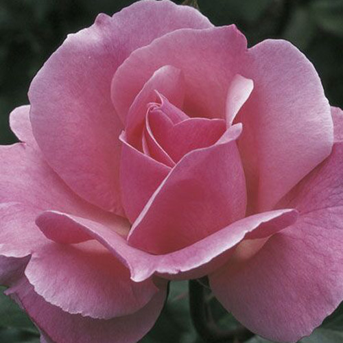 
  			<h4>Queen Elizabeth</h4>
      		<p>Grandiflora</p>
        	<p><b>Height/Habit:</b> 5'- 7'<br>
        	<b>Bloom Size:</b> Medium to Large<br>
        	<b>Fragrance:</b> Moderate<br>
        	<b>Color:</b> Clear Pink<br>
        	This rose has been around for almost half a century; almost impervious to disease and so hardy it will survive almost anywhere.
      		</p>
      		