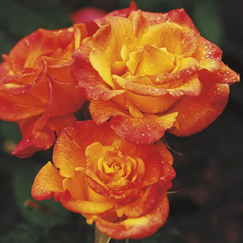 
  			<h4>Rio Samba</h4>
      		<p>Hybrid Tea</p>
        	<p><b>Height/Habit:</b> 5'- 6'<br>
        	<b>Bloom Size:</b> Medium<br>
        	<b>Fragrance:</b> Slight<br>
        	<b>Color:</b> Blushing Yellow<br>
        	The festive yellows and reds swirl in profusion with orange-edged blooms that emerge from bright yellow buds. Best seller here at Cantrell Gardens.
      		</p>
      		
