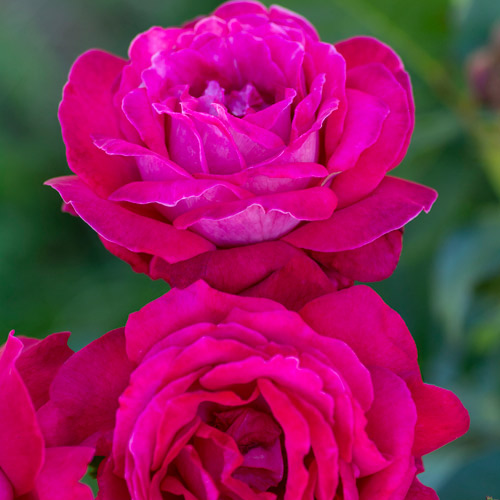 
  			<h4>Sweet Spirit</h4>
      		<p>Grandiflora</p>
        	<p><b>Height/Habit:</b> 3'- 4' tall x 3' wide<br>
        	<b>Bloom Size:</b> N/A<br>
        	<b>Fragrance:</b> N/A<br>
        	<b>Color:</b> Red<br>
        	Disease resistant and thrives in hot, humid areas! Sweet Spirit is just as wonderful as its name suggests- a sweetly aromatic rose with a spirited display of dark foliage and bright blooms!
      		</p>
      		