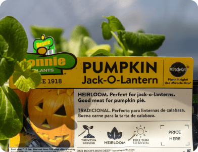 images-5 A plant label among green pumpkin leaves reads: “Pumpkin Jack-O-Lantern. Heirloom. Perfect for jack-o-lanterns. Good meat for pumpkin pie.” A photo of a carved pumpkin is on the label.