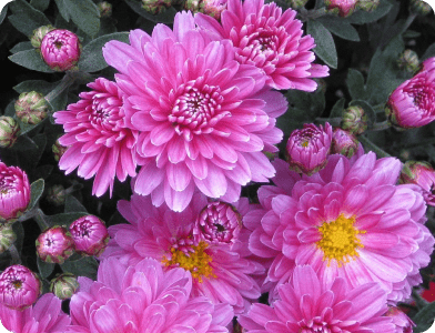 images-1 Close-up of vibrant pink chrysanthemum flowers in full bloom, with multiple layers of petals and several buds surrounded by dark green leaves. Some flowers have yellow centers.