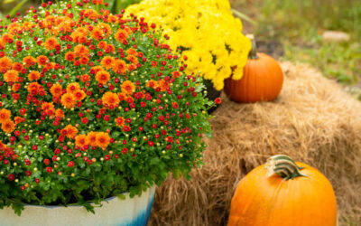 Preparing Mums for Fall