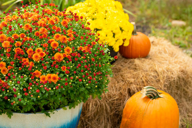 A large pot of orange and red chrysanthemums sits on a bale of hay next to bright yellow flowers and two pumpkins, creating a festive autumn display outdoors.