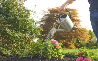 Summer Gardening Tips: Keeping Up with Watering