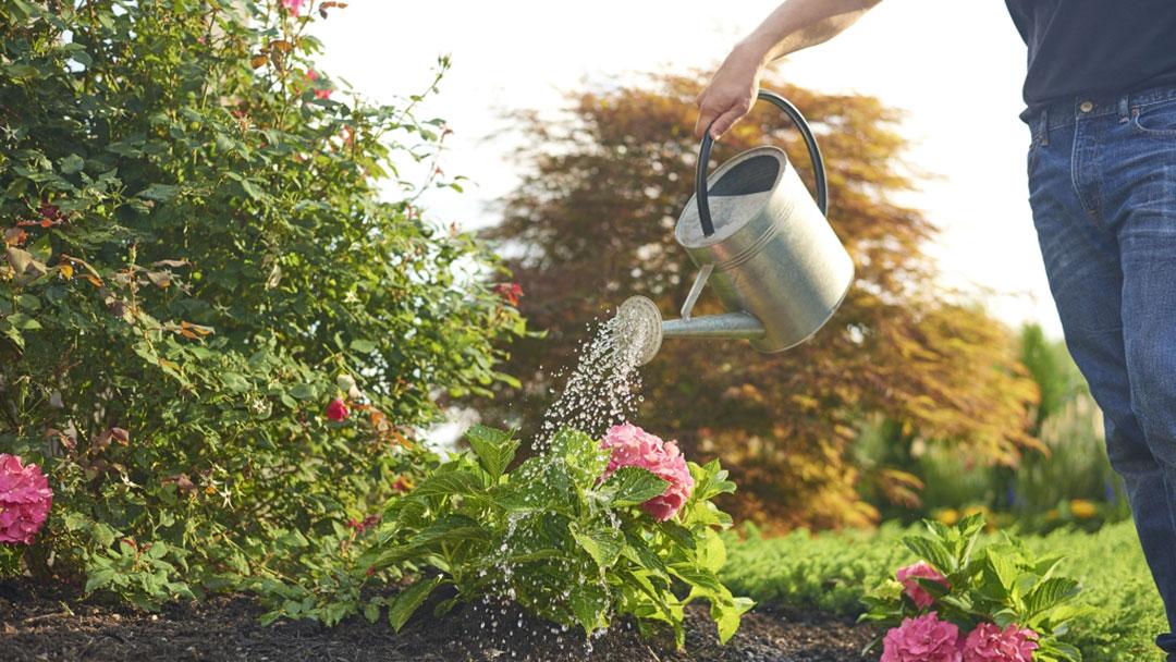 080317_MW_1412-x1080 A person waters blooming pink flowers in a garden using a metal watering can on a sunny day, with green shrubs and trees in the background.